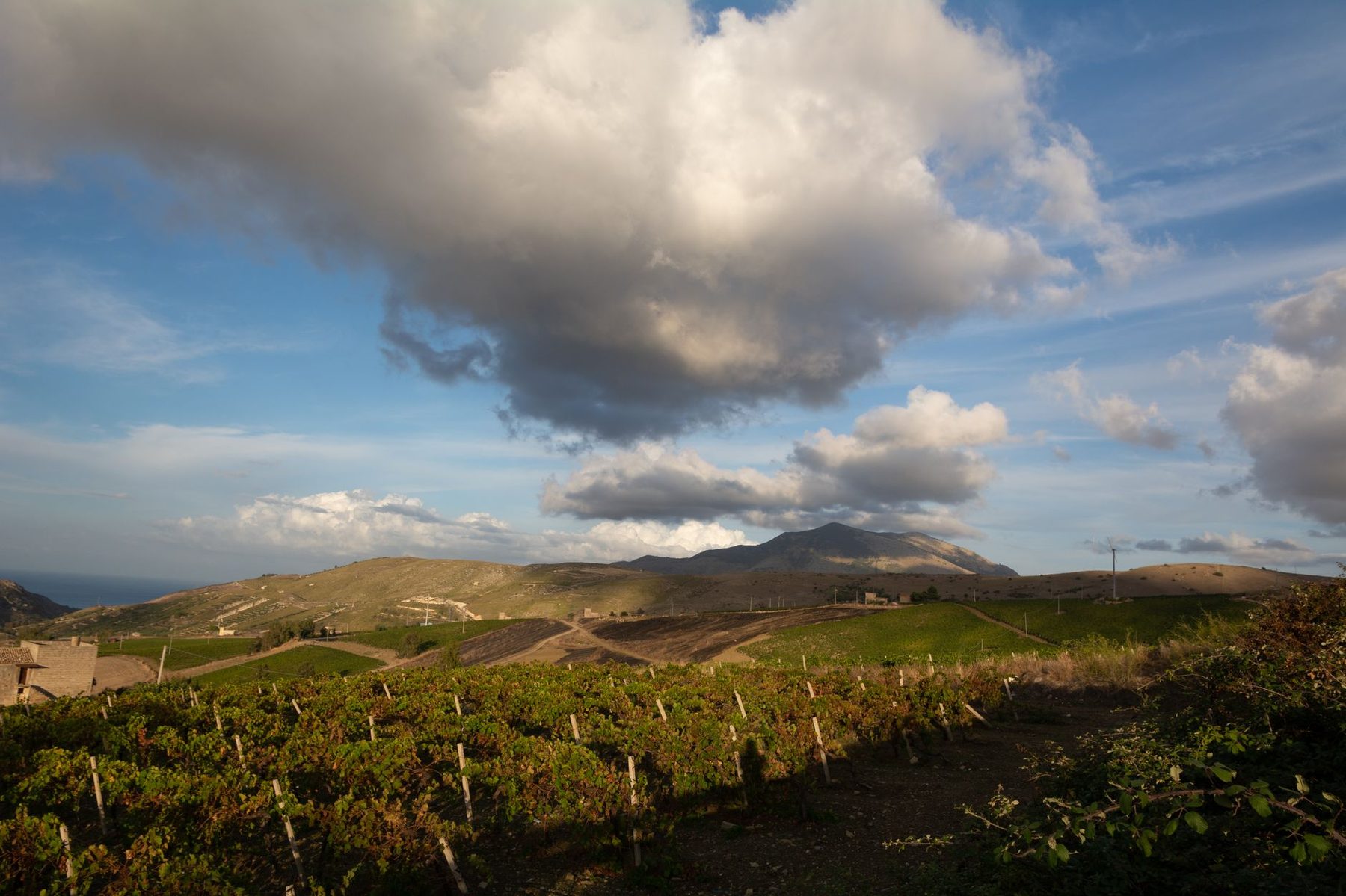 Les vignes en terrasses au-dessus de la mer, le Canigou au fond